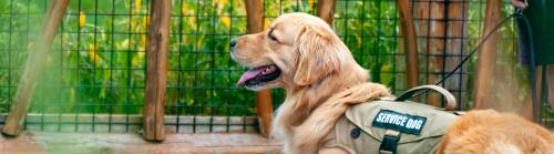 A service dog on a lead in front of a fenced garden